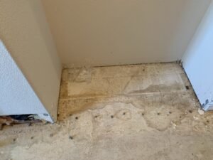 Dog Urine Removal Service for Subfloor