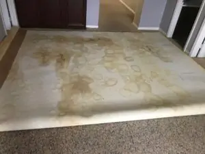 pet odor inspection in San Diego showing carpet backing with dog urine stains