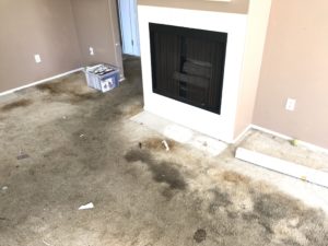 Concrete Cat Urine Damage Remediation Before Removing Carpet In San Diego