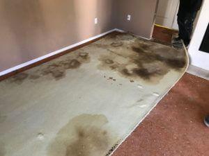 Cat Urine Odor In Concrete Under Stained Carpet In San Diego