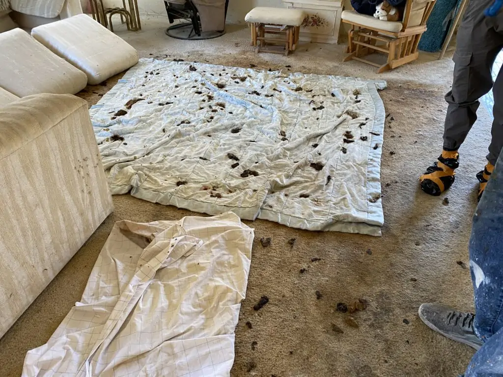 P.O.R.S. Steps in when situations get tough. A homeowner needed new flooring, but the Home Improvement Store's estimator couldn't even enter the unit due to the strong odor and feces on the existing carpet. We understand these challenges and are ready to help. We will remove the offensive carpet, clean the area thoroughly, and eliminate the odor, making the space ready for your new flooring installation. 