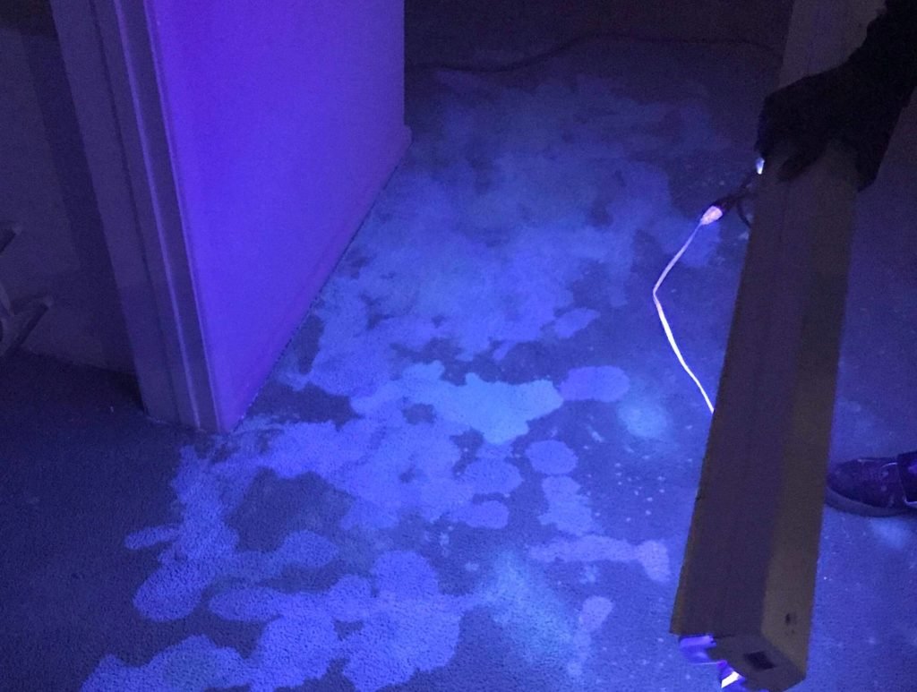 Dog urine stains seen under uv black light