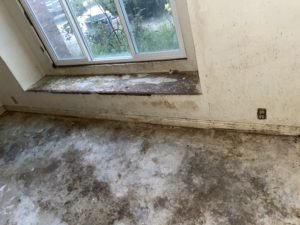 getting cat urine out of concrete
