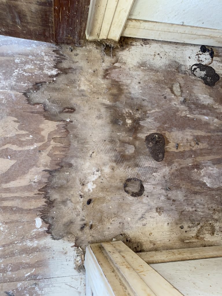 Calling An Odor Detection Service After Closing Escrow Is This Investment Disaster In The Making Home Had Over $40K Urine Damage.