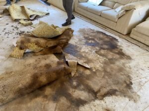 Animal Odor Removal Service