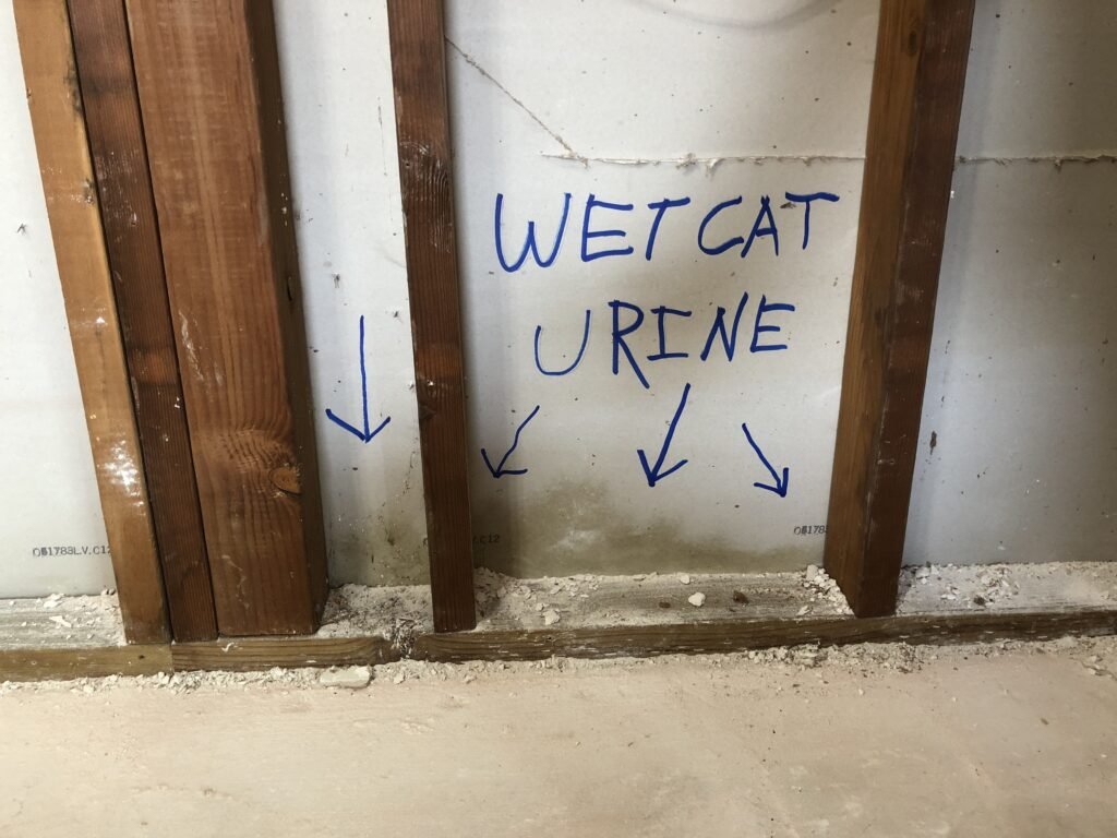 wet cat urine on opposite side of stairs in photo above this one.