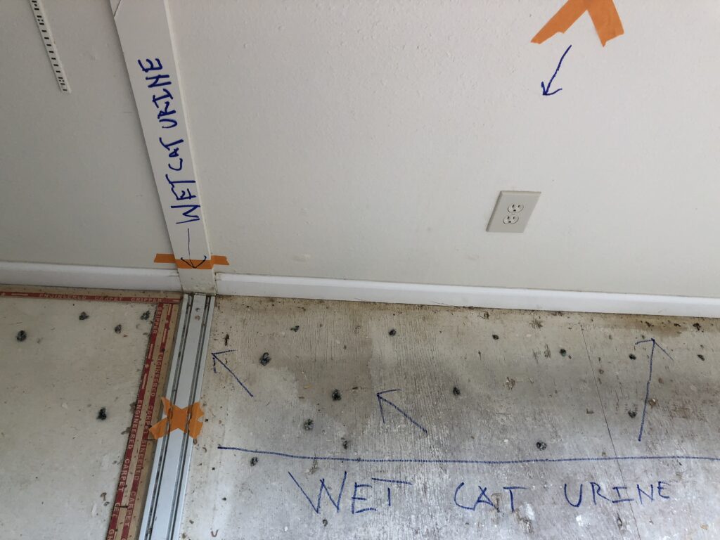CAT URINE SMELL & STAINS ON CLOSET DOOR