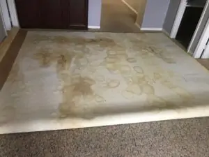 house odor removal service