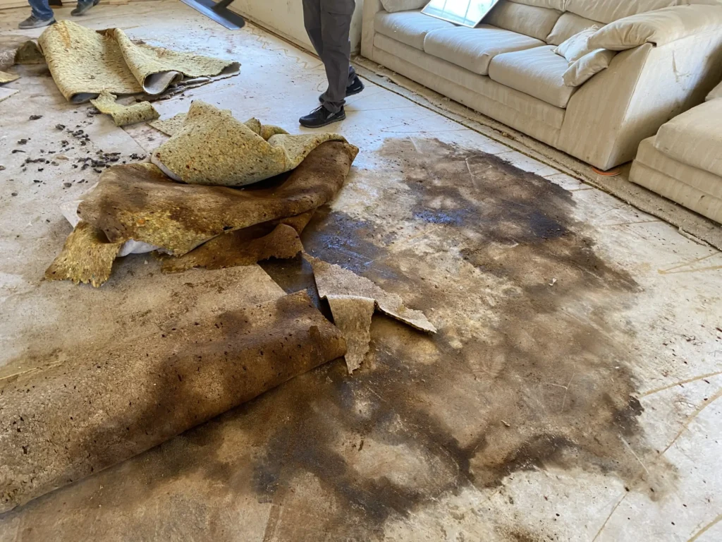 house odor removal service