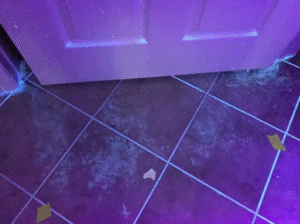 rodent urine smell removal from insulation