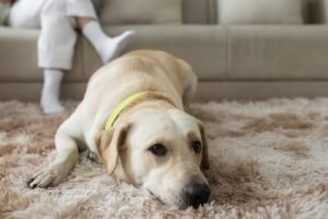 Dog urine smell removal from carpet