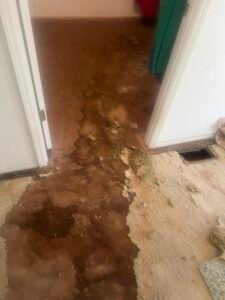 severe cat & dog urine damaged subfloor