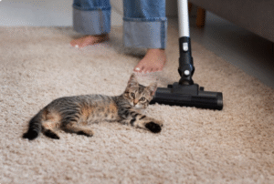 Cat Urine Odor Removal