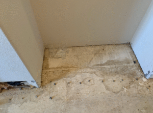 Dog Odor Removal
