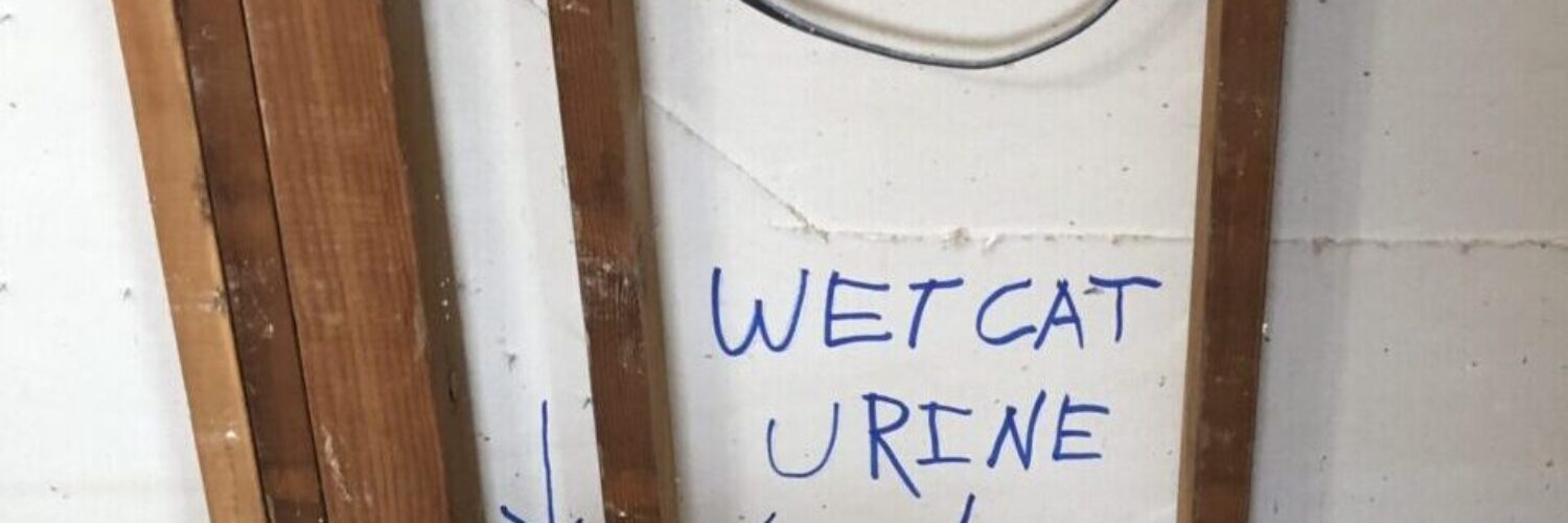 Wet Cat Urine
